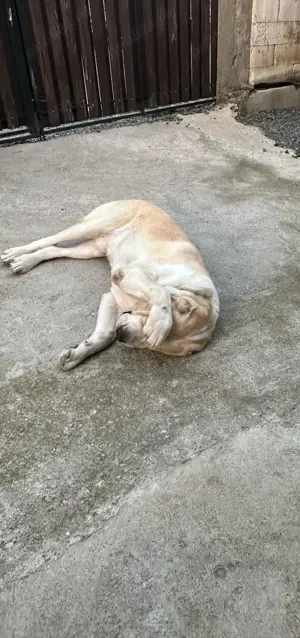 Vand mascul Ciobanesc de Asia Centrala - imagine 3