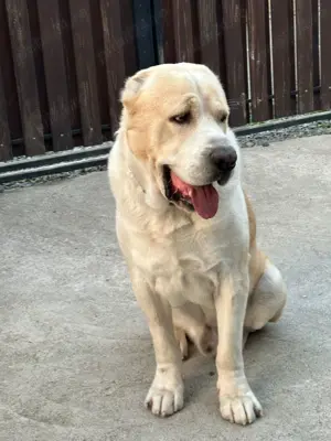 Vand mascul Ciobanesc de Asia Centrala