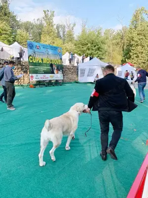 Vand mascul Ciobanesc de Asia Centrala - imagine 6