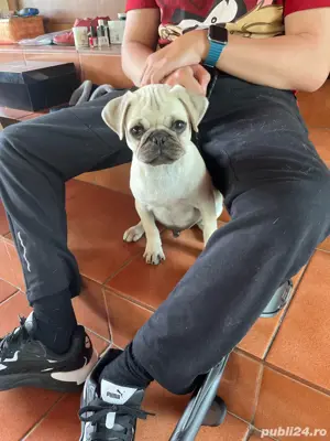 Mops, caut prietena! - imagine 5 Mops, caut prietena! - imagine 5