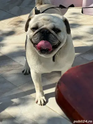 Mops, caut prietena!