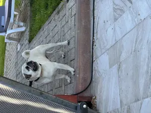 Mops, caut prietena! - imagine 2 Mops, caut prietena! - imagine 2