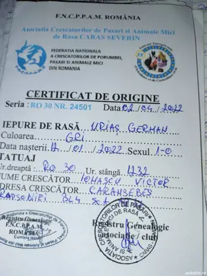 Femele Uriaș German 11 luni rasă pură  - imagine 5