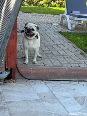 Mops, caut prietena! - imagine 3 Mops, caut prietena! - imagine 3