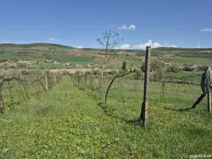 Casă țărănească autentică,  teren generos și multe facilități.  - imagine 7