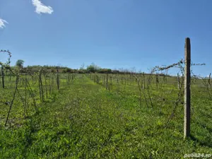 Casă țărănească autentică,  teren generos și multe facilități.  - imagine 4