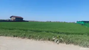 Teren Intravilan, Schitu-Costinesti - imagine 4