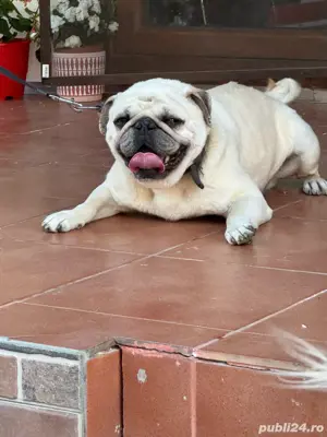 Mops, caut prietena! - imagine 4 Mops, caut prietena! - imagine 4