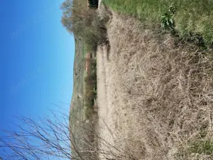 Pământ de vânzare Mahaceni  - imagine 2 Pământ de vânzare Mahaceni  - imagine 2