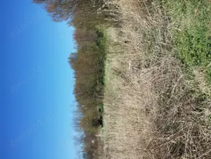 Pământ de vânzare Mahaceni  - imagine 3 Pământ de vânzare Mahaceni  - imagine 3