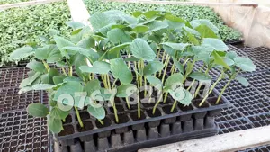 Rasaduri | Rasad Castraveti Cornichon Ekol F1, Lungi Gergana 2026