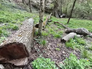 Lemn nuc pentru scandura - imagine 2