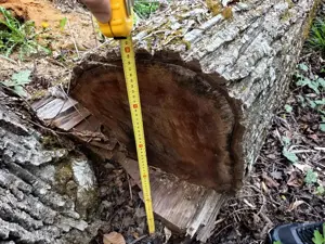 Lemn nuc pentru scandura