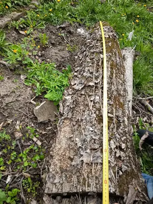 Lemn nuc pentru scandura - imagine 5