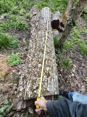 Lemn nuc pentru scandura - imagine 4