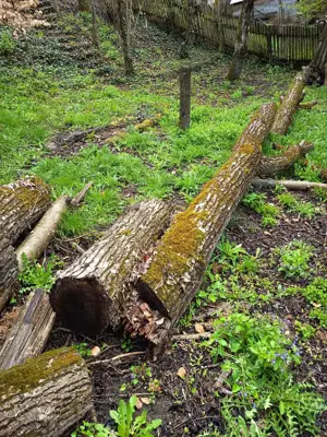 Lemn nuc pentru scandura - imagine 6