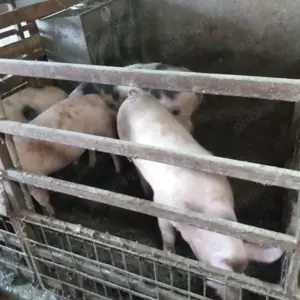 Porci de rasa de vanzare - imagine 2