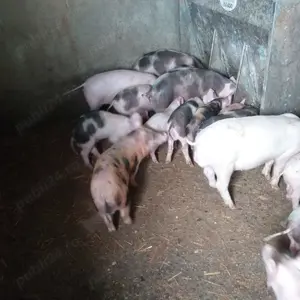 Porci de rasa de vanzare - imagine 5
