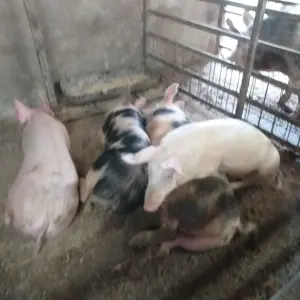 Porci de rasa de vanzare - imagine 4
