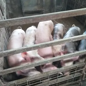 Porci de rasa de vanzare - imagine 3