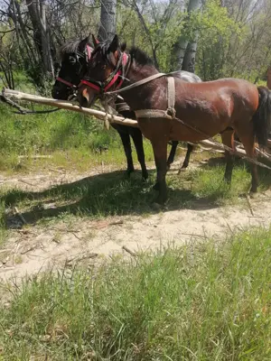 Cai de rasă  - imagine 2