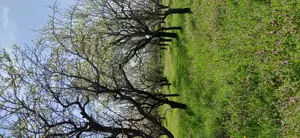 Vand teren intravila , zona case de vacante - imagine 5