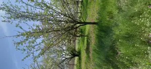 Vand teren intravila , zona case de vacante - imagine 7