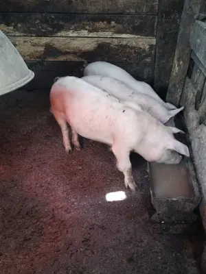 Vând purcei landras 35++kg - imagine 2