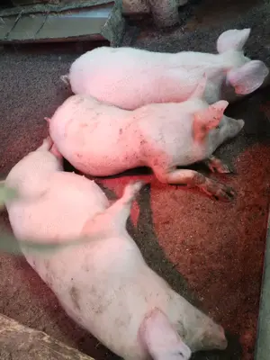 Vând purcei landras 35++kg - imagine 3