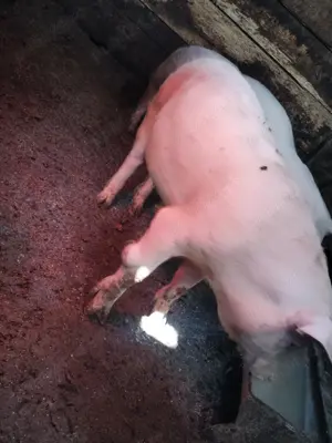 Vând purcei landras 35++kg - imagine 4