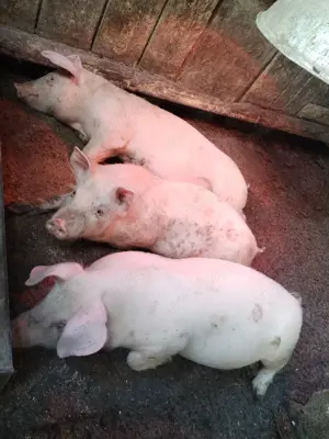 Vând scroafe gestante  - imagine 3