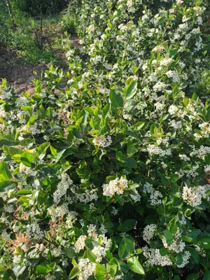 Butasi aronia, afin canadian, goji, mur, smochin. - imagine 4