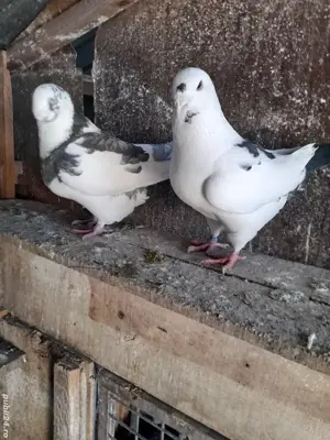 Porumbei de ornament - imagine 2