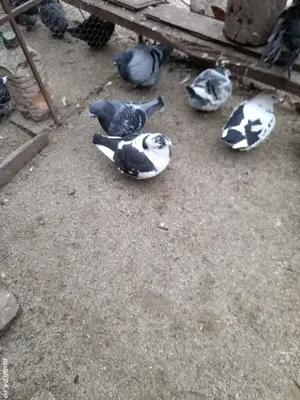 Porumbei de ornament - imagine 4