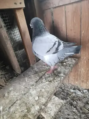 Porumbei de ornament