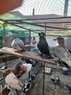 Porumbei de ornament - imagine 3