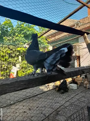 Porumbei de ornament - imagine 5