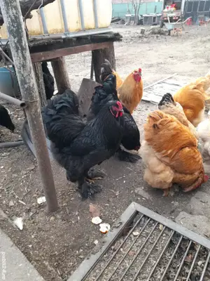 Gaini Strumski, Brahma si Matase Japoneza - imagine 3