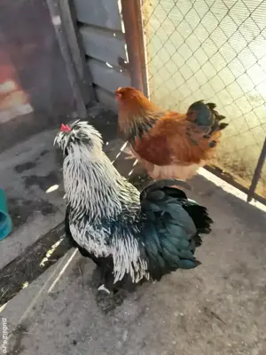 Gaini Strumski, Brahma si Matase Japoneza