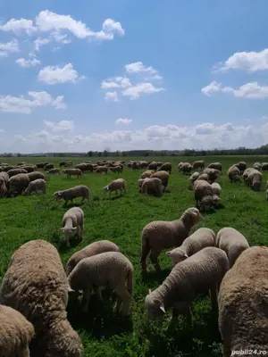 Vand oi merinos de palas  - imagine 4