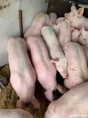 Vand porci - imagine 2