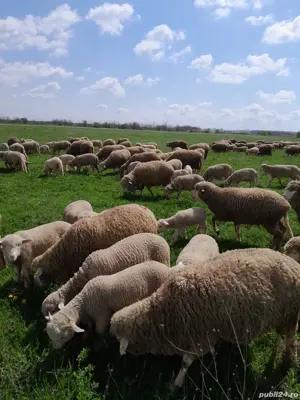 Vand oi merinos de palas  - imagine 5