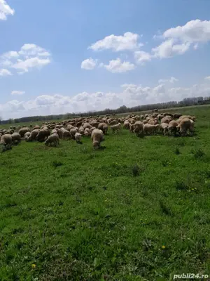 Vand oi merinos de palas  - imagine 2