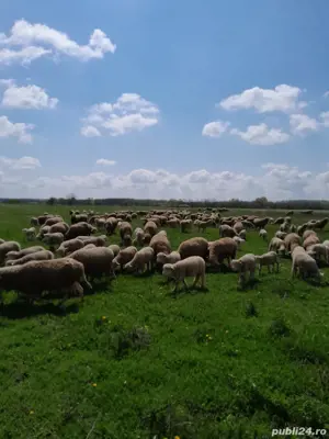 Vand oi merinos de palas 