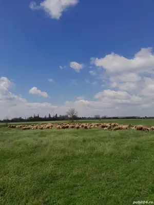 Vand oi merinos de palas  - imagine 3