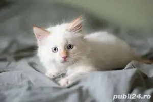 Radgoll super frumoș 