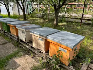 Vand lazi albine jud Arad