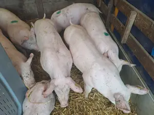 Vând purcei și șoldani  - imagine 4