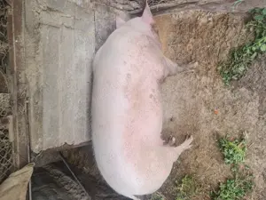 Porc mare de vanzare 