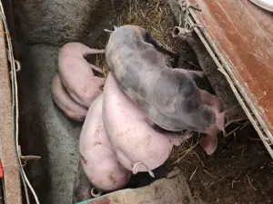 Purcei rasa Pietrain de vânzare 